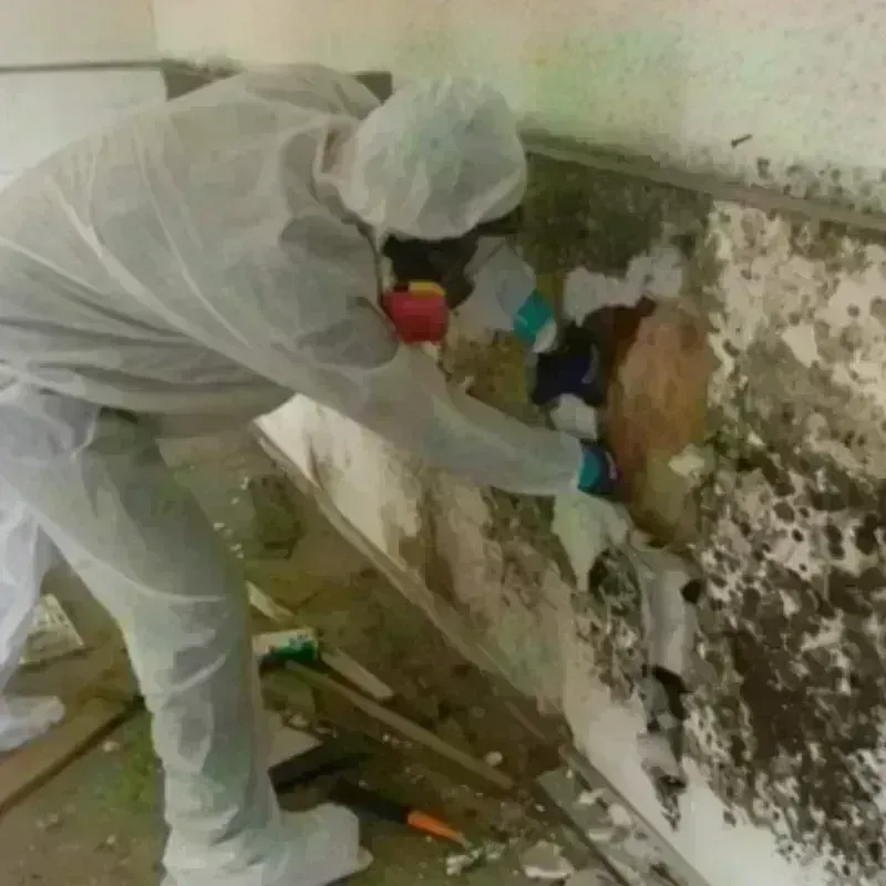 Mold Remediation and Removal in Northridge, CA